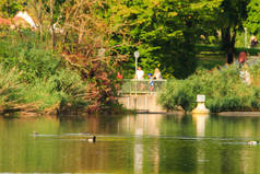 德国达努贝河畔湖上的野鸭