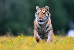 世界上最大的猫，西伯利亚虎，Panthera Tigris altaica，穿过一片布满黄色花朵的草地，径直奔向摄像机。自然界中顶级掠食者的印象主义场景.