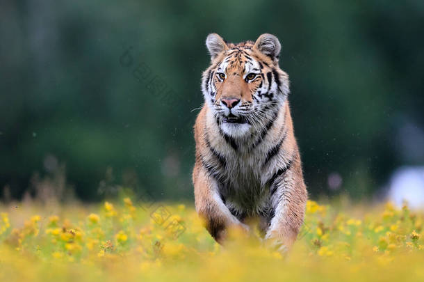 世界上最大的猫，西伯利亚虎，Panthera Tigris altaica，穿过一片布满黄色花朵的草地，径直奔向摄像机。自然界中顶级<strong>掠食者</strong>的印象主义场景.