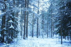 12月覆盖着积雪的森林景观中的冷杉树