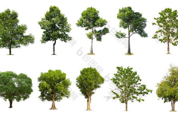 收集白色背景的树木，供设计用的奇异热带树木.
