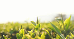 生态草本植物农场绿茶树鲜叶.树茶在晨光下种植.新鲜的草本植物自然花园农田.喝有机饮料可以使植物放松.农场里的绿茶树