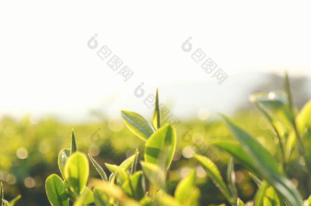 生态草本植物农场绿茶树鲜叶.树茶在晨光下种植.新鲜的草本植物自然<strong>花园</strong>农田.喝<strong>有机</strong>饮料可以使植物放松.农场里的绿茶树