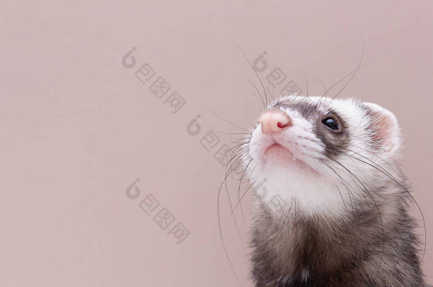 The cute funny ferret portrait banner copy space