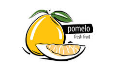 Drawn vector pomelo on a white background