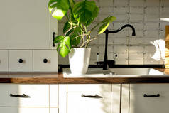 Monstera种植在一个白色的锅在一个白色厨房。简约主义的概念。金银花叶子或瑞士奶酪热带叶子。白昼，严酷的阴影