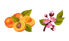 Blooming Apricot Tree Branch with Pink Flower Buds and Drupe Fruit Vector Set