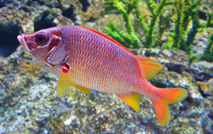 红鲷鱼鱼在深海中游泳