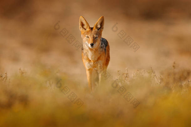 豺狼和黄昏的阳光。黑背豺, 犬 mesomelas mesomelas, 长耳朵动物肖像, 坦桑尼亚, 南非。美丽的阳光明媚的非洲野生动物之景.