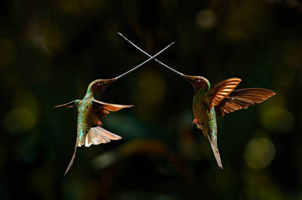 鸟与剑战斗。剑嘴蜂鸟，Ensifera ensifera，鸟的喙比身体其他部位长。厄瓜多尔自然森林中的鸟类栖息地。山地蜂鸟栖息地.
