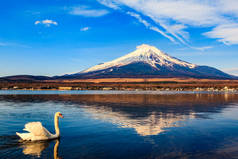 日本山崎山中的白天鹅和富士山