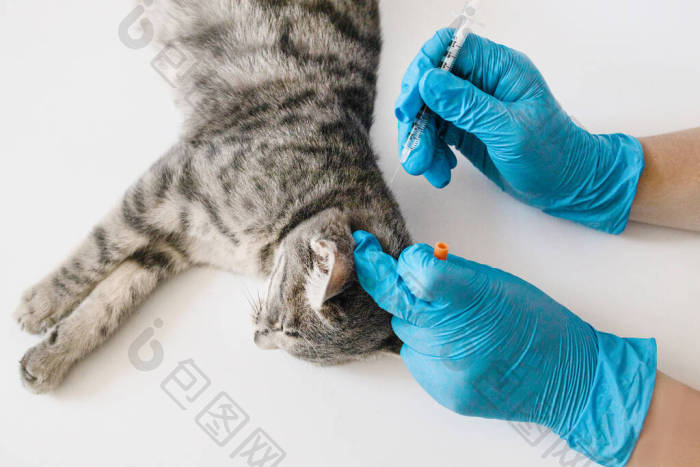 兽医检查一只猫-包图企业站