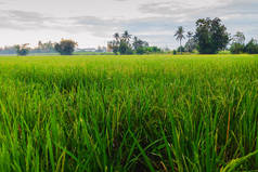 田里的稻子成熟了,可以在白天收割庄稼了