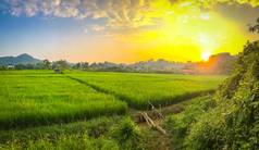 泰国北部清莱省美丽的稻田背景蓝天