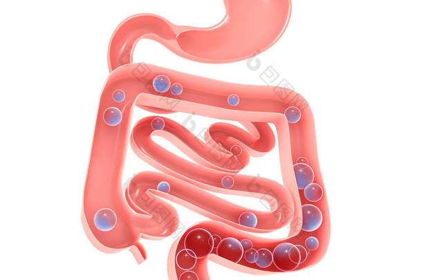 消化系统的解剖三维图解。胃，大小大肠和气体。显示开放的内部。航空食疗.