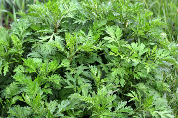 沃尔姆伍德（Artemisia vulgaris）在自然界中野生生长