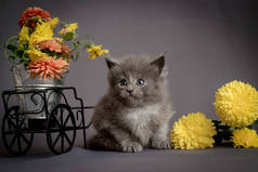 一只灰色的小猫咪摆姿势拍照，旁边放着一篮漂亮的橙子和一些黄色的花