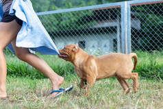 3个月大的猎狗一只大而不守规矩的猎狗，咬着毛巾。训练狗不要在泰国的狗场不守规矩的概念