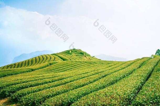 美丽的茶园排景与蓝天<strong>云彩</strong>隔离，茶具设计理念背景，复制空间，鸟瞰