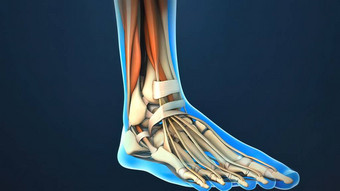 脚踝是胫骨和腓骨与足踝骨交汇的地方，踝关节是胫骨与腓骨交汇的地方.图片