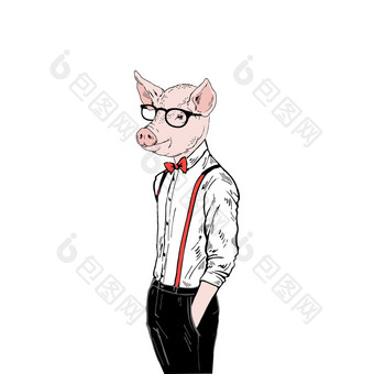 猪男人。穿着优雅的风格<strong>拟人</strong>化动物插图动物穿着<strong>拟人</strong>化动物插图