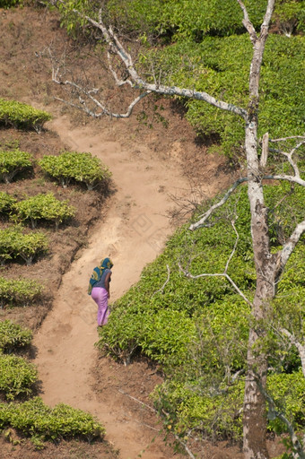夫人走的山桑迪路哪一个十字架通过的茶种植园南部坦桑尼亚附近小镇被称为朗圭