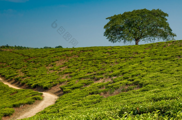 工资站树山茶种植园完全包围茶种植园