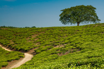 工资站树山茶种植园完全包围茶种植园