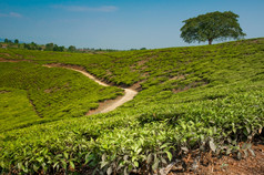 工资站树山茶种植园完全包围茶种植园