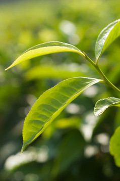 的叶子茶植物关闭茶种植园坦桑尼亚