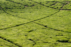 视图茶种植园坦桑尼亚很明显显示的色牢度的农场而且的小人行道中间画的茶种植园