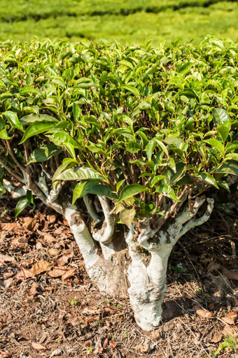 关闭视图完整的茶植物<strong>茶农</strong>场的茎而且的叶子是很明显vissible