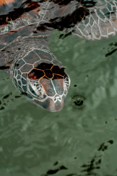 肖像绿色海乌龟游泳通过的水sanctuarry为的保护这些动物位于桑给巴尔
