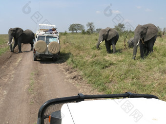 四个<strong>大象</strong>是关于交叉砾石路的塞伦盖蒂在哪里两个safari车辆是站的游客是采取<strong>照片</strong>的<strong>大象</strong>