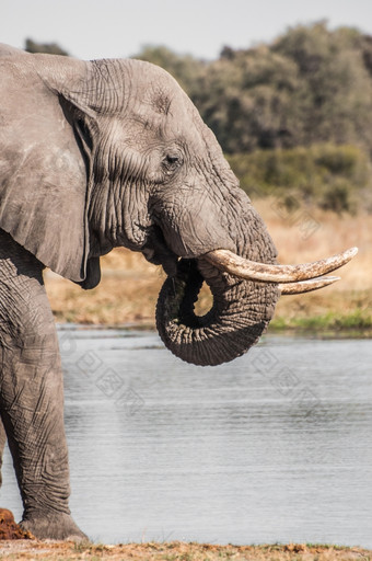 大象饮料水河内部乔贝国家公园博茨瓦纳