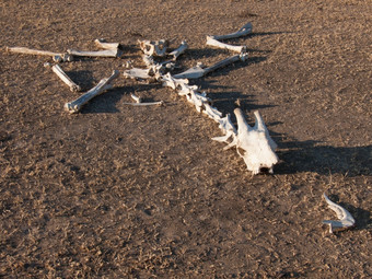 的腐烂的骨架死长颈鹿说谎传播出的地面