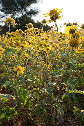 花园黄色的野生花的晚些时候下午太阳