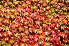 关闭色彩斑斓的秋天叶子日益增长的墙
