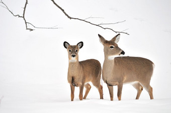 白尾鹿鹿一岁的站的<strong>森林</strong>冬天雪