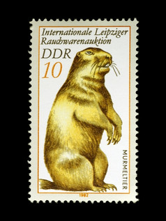 土拨鼠邮票从东德国孤立的黑色的