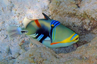毕加索引金鱼拍摄的马尔代夫毕加索引金鱼