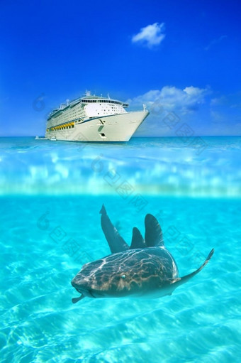 护士鲨鱼的水晶清晰的水域大开曼群岛与巡航衬管以上水的背景水晶清晰的水域