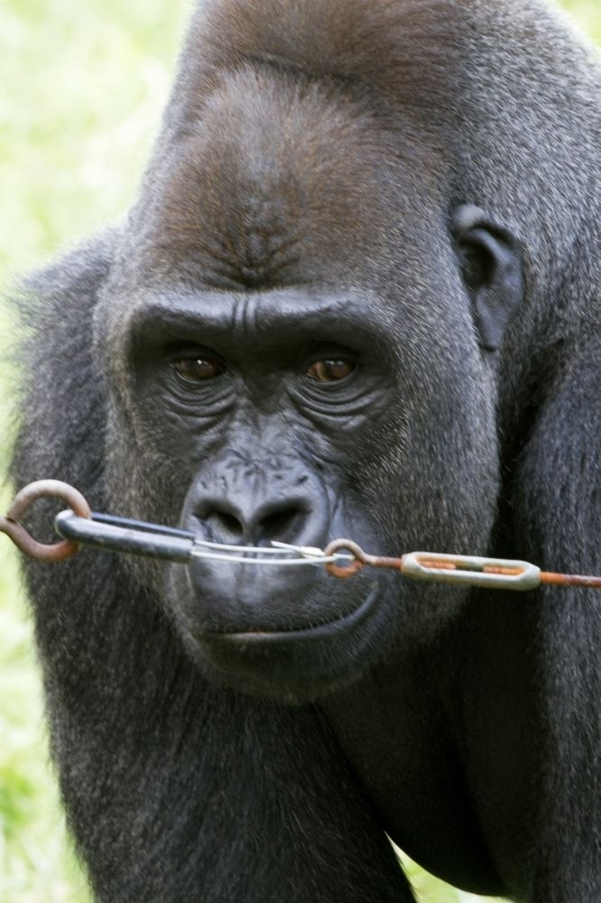 低地大猩猩附近线看起来持怀疑态度关闭大猩猩