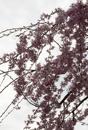 长喷雾樱桃花朵物种李属木犀草是对天空灰色的与迎面而来的春天雨位置华盛顿rsquo国家植物园