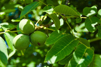 特写镜头新鲜的胡桃木水果成熟的树夏天