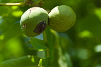 特写镜头新鲜的胡桃木水果成熟的树夏天