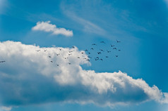 群鸟美丽的多云的夏天天空
