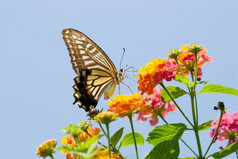 色彩斑斓的燕尾服蝴蝶飞行而且喂养下蓝色的天空