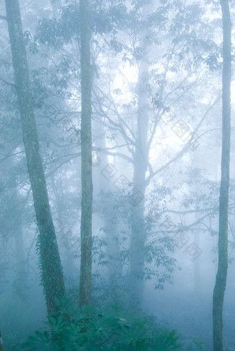 深雾自然林地松树森林