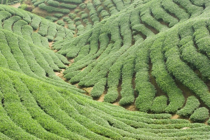 完整的茶树山亚洲